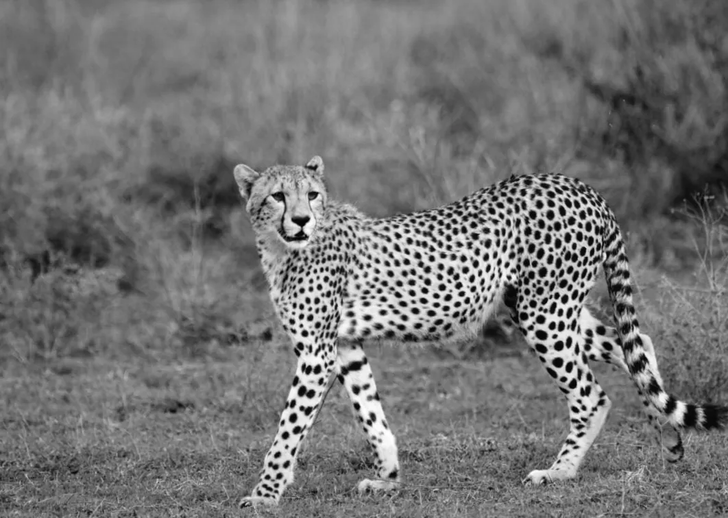 Сім муміфікованих гепардів в печері: чому це вразило вчених?