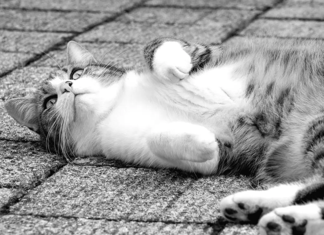 11 березня в Україні очікується несподіваний сплеск тепла