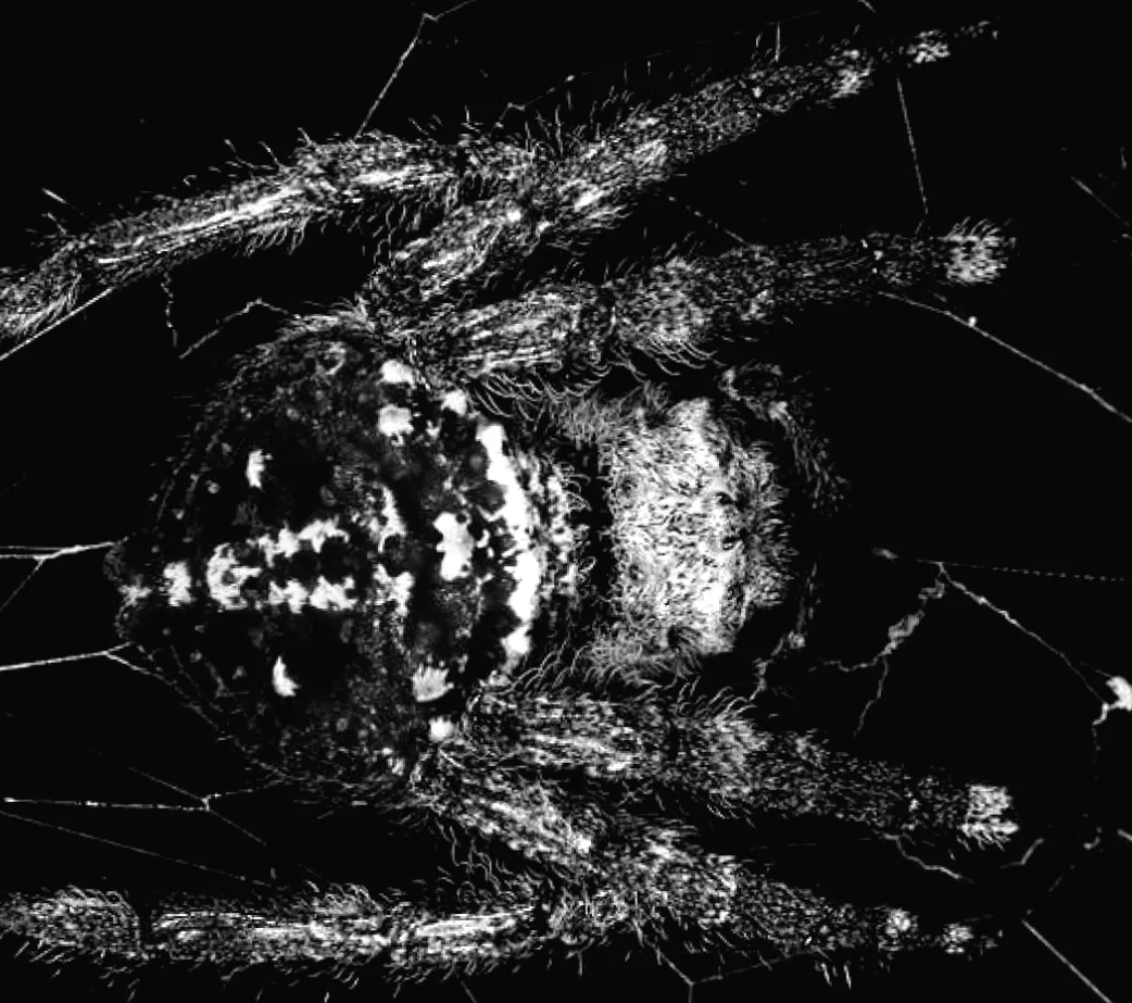 Вчені виявили павука, що створює павутину довжиною й міцністю, що перевершує кевлар