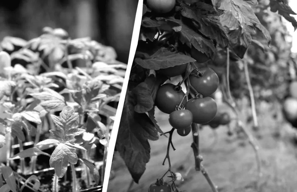 П’ять місць, де ваші помідори ніколи не приживуться — поради садівників