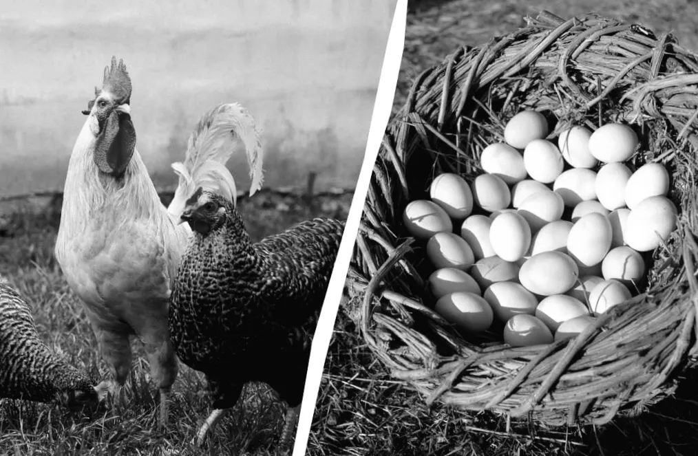 Що приховує березневий корм: секрети, щоб кури неслися щодня та активно