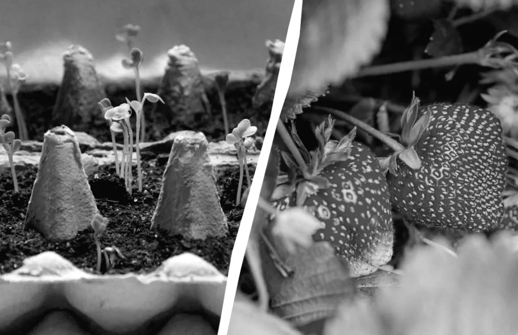 Найкращі дні для посадки полуниці: коли садити, щоб отримати величезні ягоди