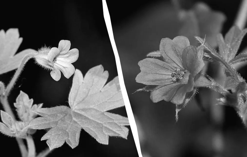 Герань здивує пишним цвітом: секрети весняного обрізання для подвійного ефекту