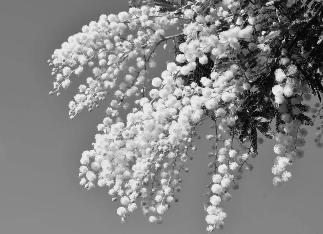 8 березня в Україні очікується несподіване потепління: що приховує весна?