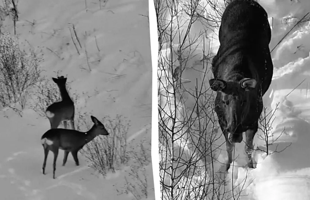 Прикордонники виявили гостей без документів серед лісів у снігу