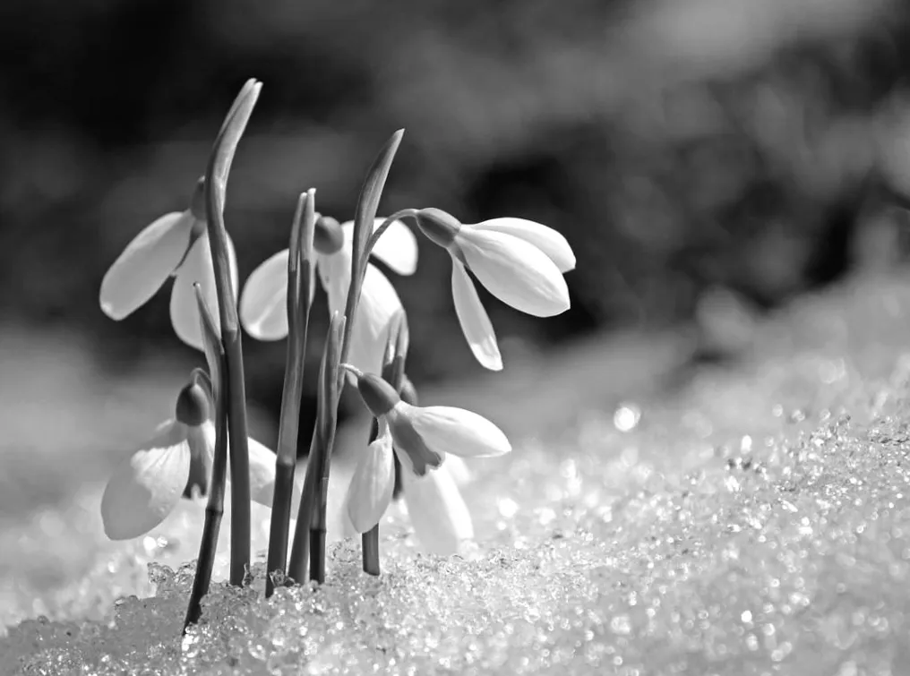 У Києві наближається весна: синоптики попереджають про обережний прихід (графік)