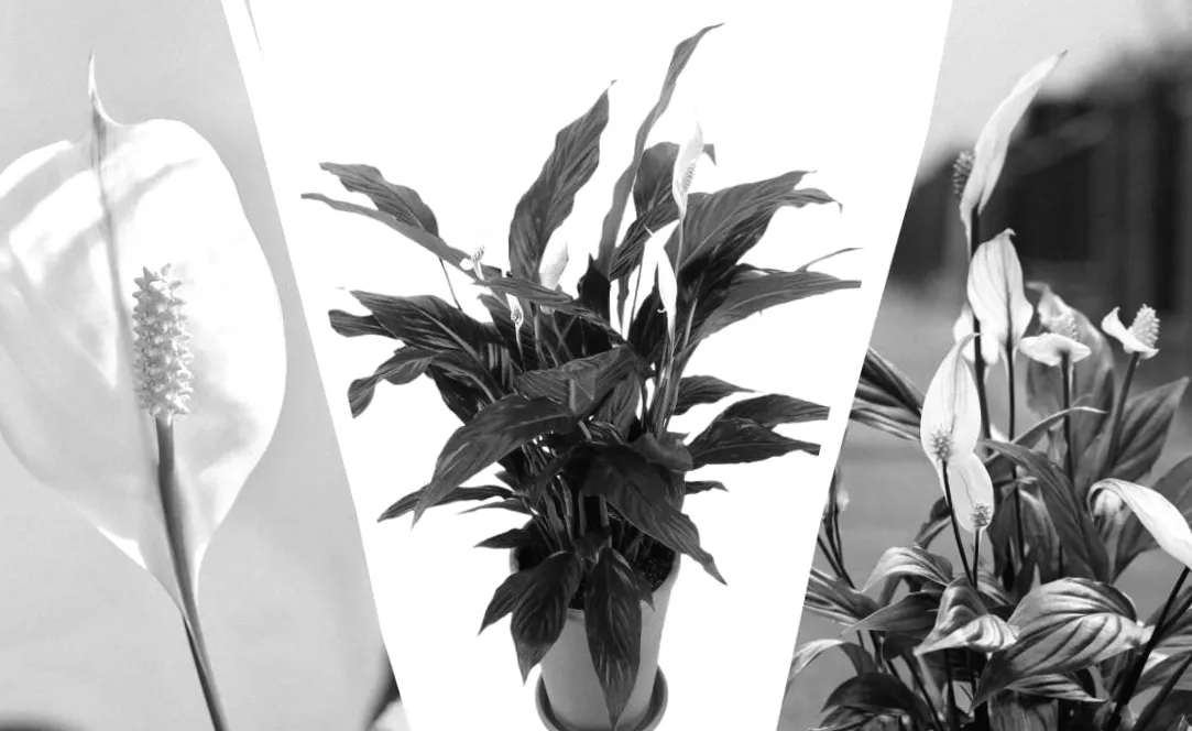 Спатифілум видає сигнал SOS: 5 ознак, які необхідно враховувати