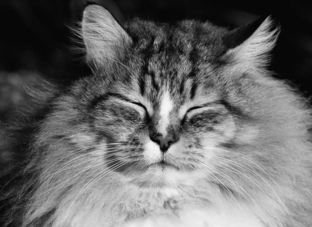 На початку тижня Україну охопить дивовижне майже весняне тепло