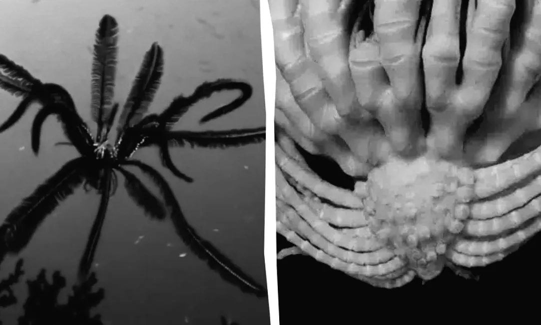 В океані Антарктиди знайдено гігантську істоту з «20 руками»: вчені розкривають таємницю морських глибин