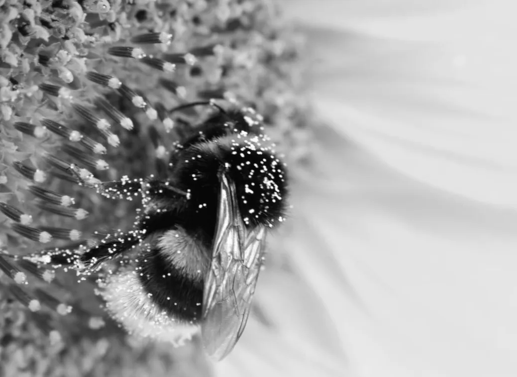 Королеви джмелів під водою: несподіване відкриття, яке здивувало вчених