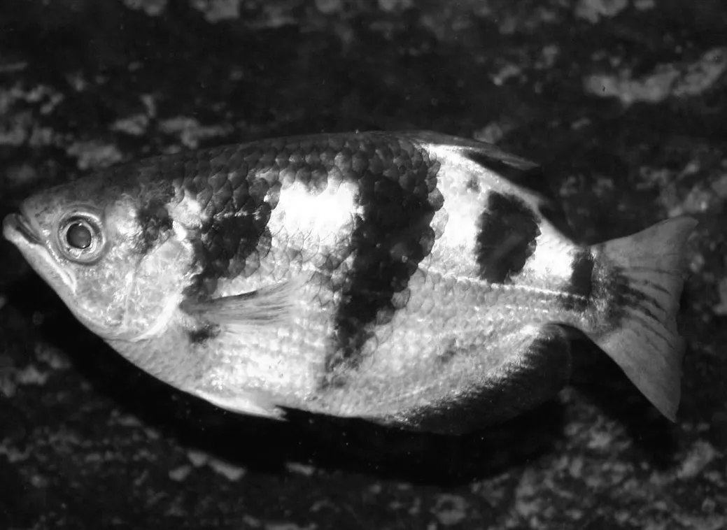 Риба, яка може розпізнавати людські обличчя: як це їй вдається — пояснення біолога