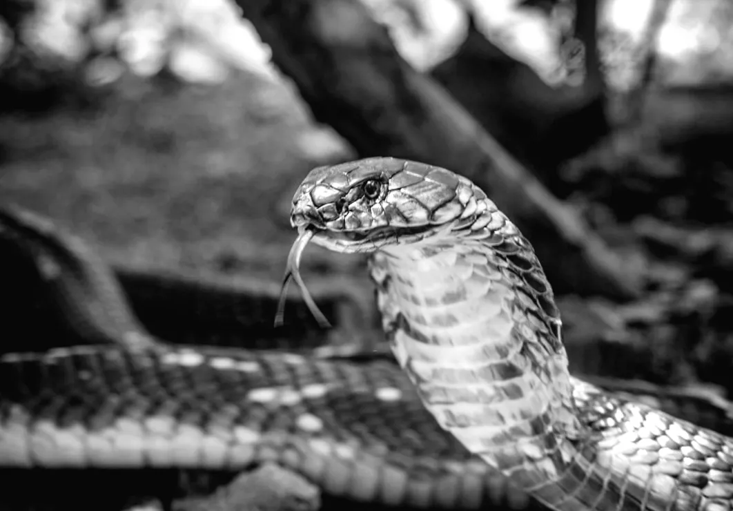 Гніздо смерті: де одна з найнебезпечніших тварин світу ховає свою отруту