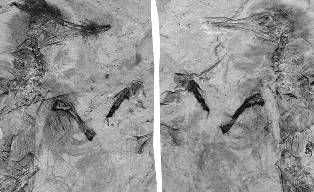 Вчені натрапили на динозавра з таємничим «кам’янистим горлом»