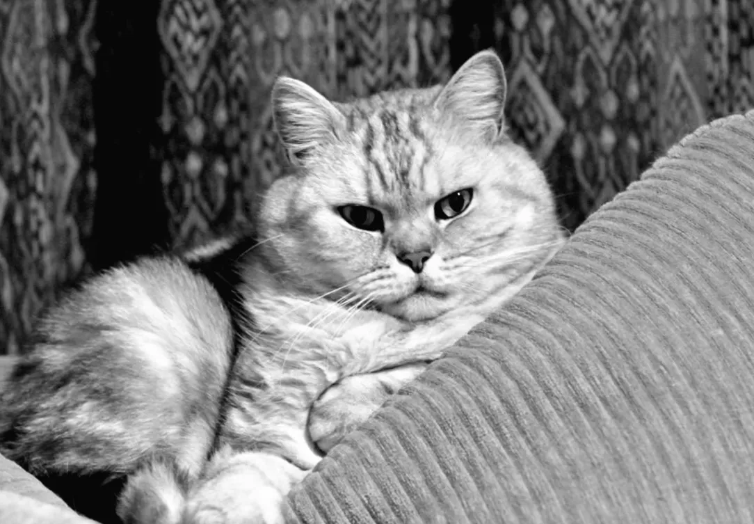 5 порід котів, які не потребують вашої уваги: ветеринари розкрили секрет незалежності