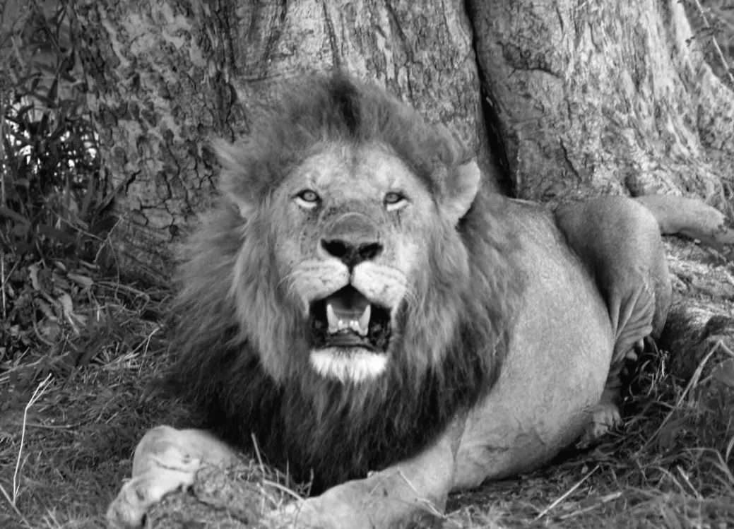 Японські «зниклі тигри» виявилися прадавніми левами: сенсаційне відкриття вчених