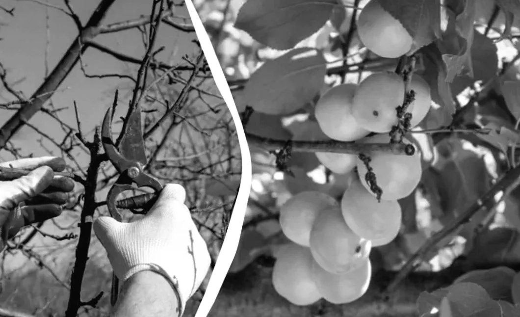 Абрикос віддячить рекордним урожаєм: що обов’язково встигнути зробити до кінця березня