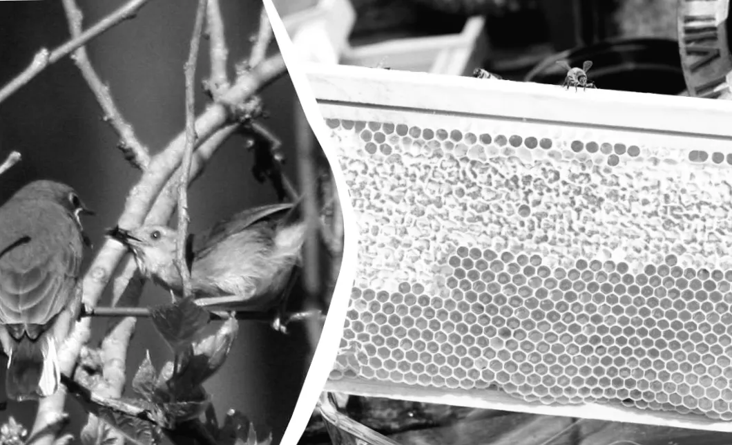 Африканці відкрили секрет спілкування з птахами, щоб знаходити мед, і їх мова постійно еволюціонує