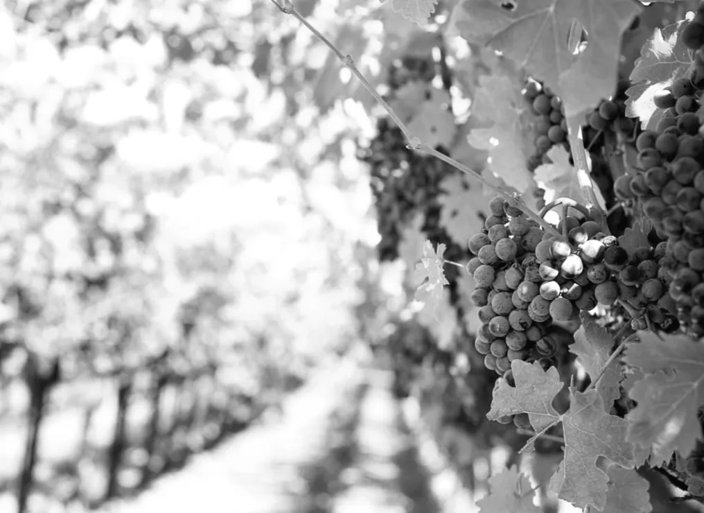 Чому смак не головне: секрети різниці між сухим та несухим вином