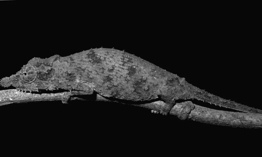 Мегашвидкісний язик у рептилії - швидший за спортивний автомобіль