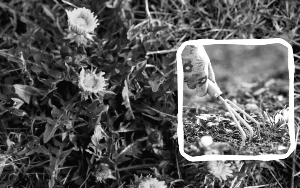 Бур'яни зникнуть миттєво: який секретний засіб їх знищить назавжди