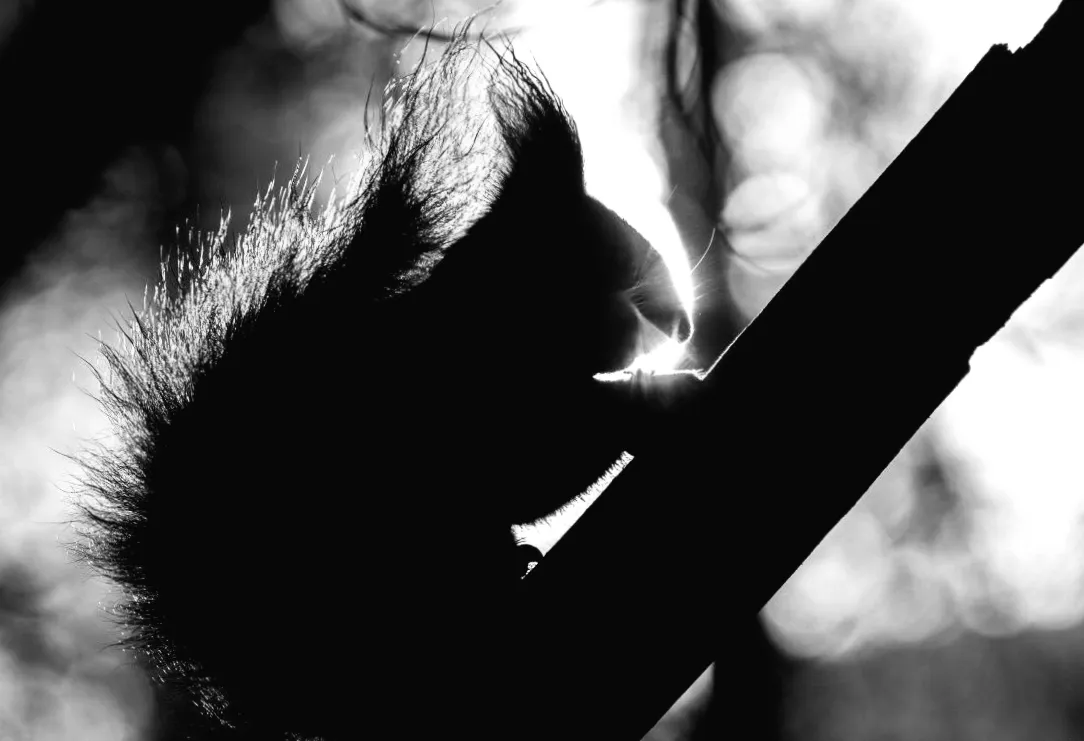 4 березня Київ зустріне весну: чого чекати від погоди?