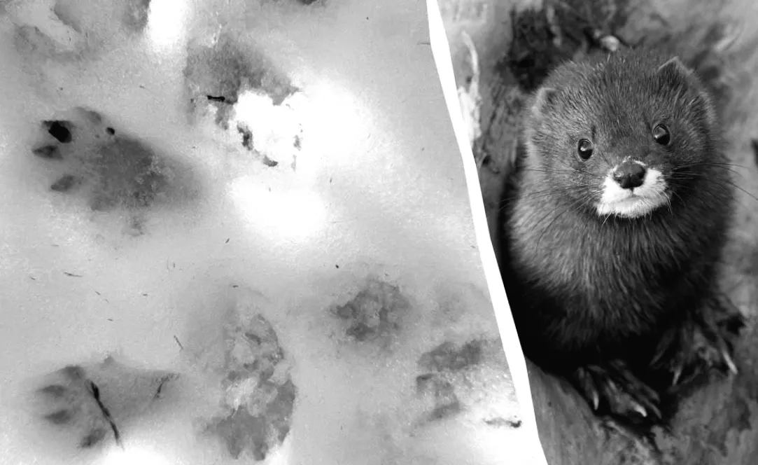 В Одещині знайшли сліди загадкової тварини: подробиці та факти.