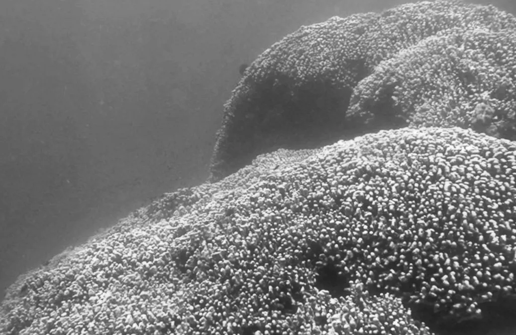 Підводний гігант, видимий з космосу: у Тихому океані вчені виявили гігантську аномалію