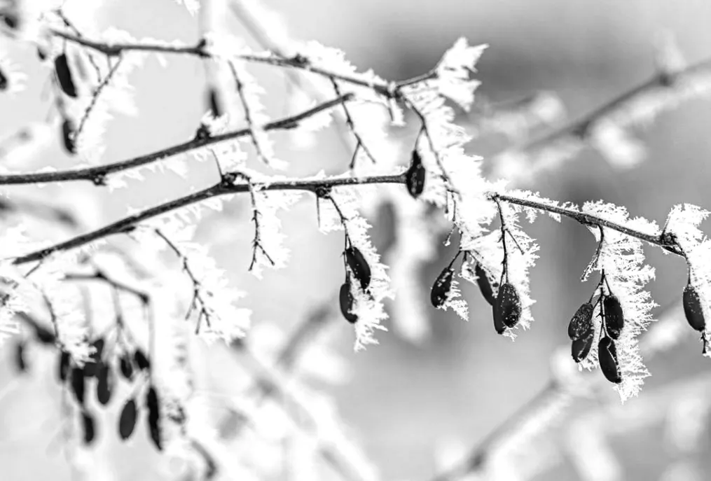 Різдвяне похолодання та сніг: що прогнозує Укргідрометцентр?