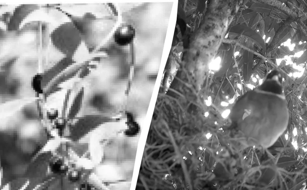 Рослини створюють фейкові ягоди: секрети їхнього дивовижного трюку