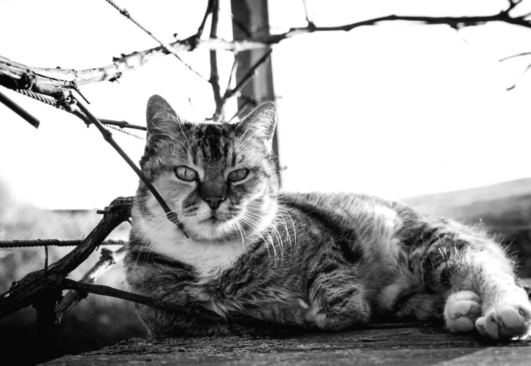 Сонце повертається: що обіцяє погода 9 березня — до +15°