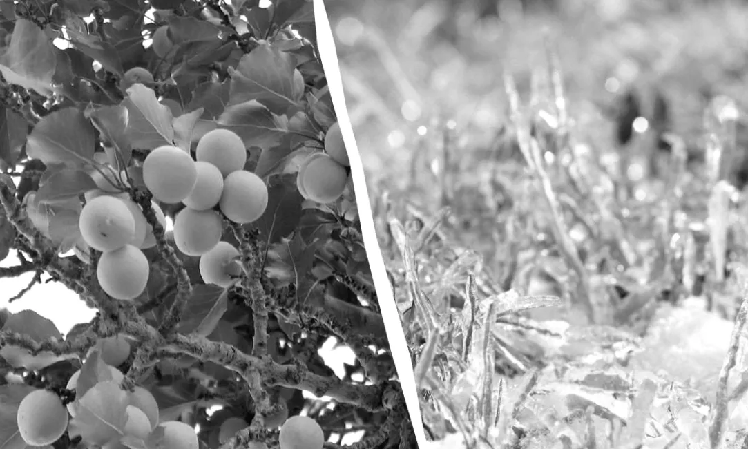 Одна ніч, яка може знищити врожай: секрети захисту абрикосів від весняних заморозків