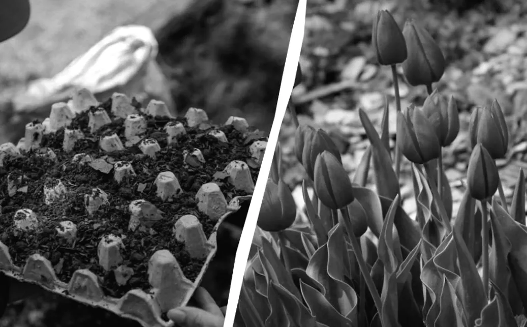 Квітникарі знайшли несподіваний спосіб посадки тюльпанів — клумба перетворюється на справжній шедевр