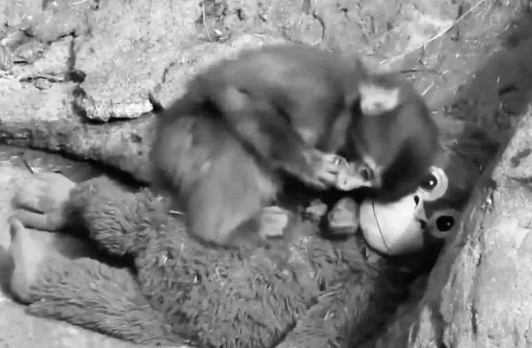 Маленьке мавпеня зі світу іграшок знайшло нових друзів серед справжніх макак