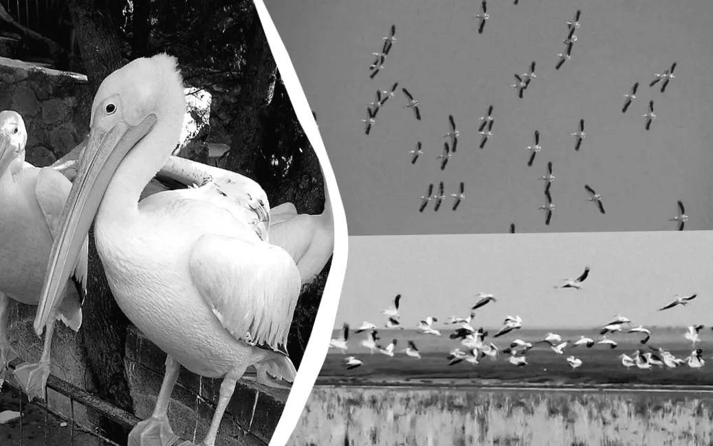 В Одеській області помітили рідкісних рожевих баб!