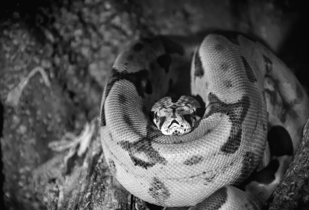 Острів, де зі стель печер звисають змії: хто на них чекає?