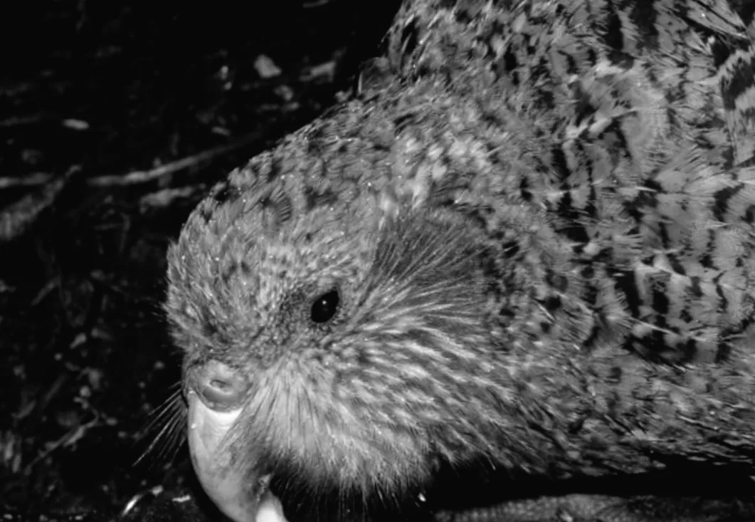 Найтовстіший папуга на планеті: тисячі глядачів слідкують за його унікальним життям онлайн