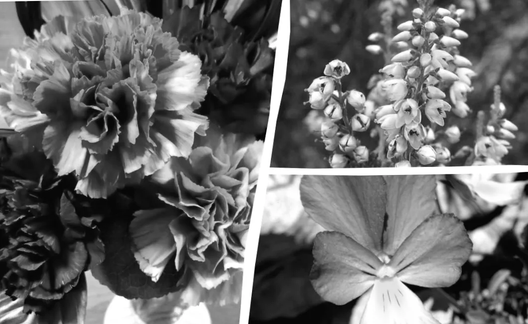 Топ-8 квітів для горщиків і контейнерів, які завжди процвітають — секрети досвідчених садівників