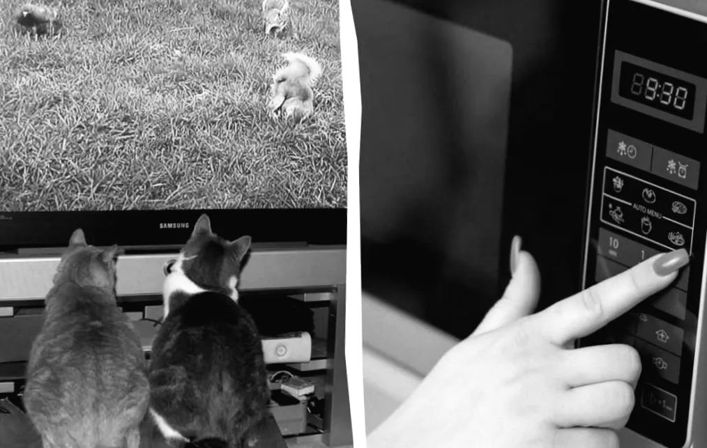 Ці прилади крадуть енергію: чому їх варто виводити з розетки вже сьогодні