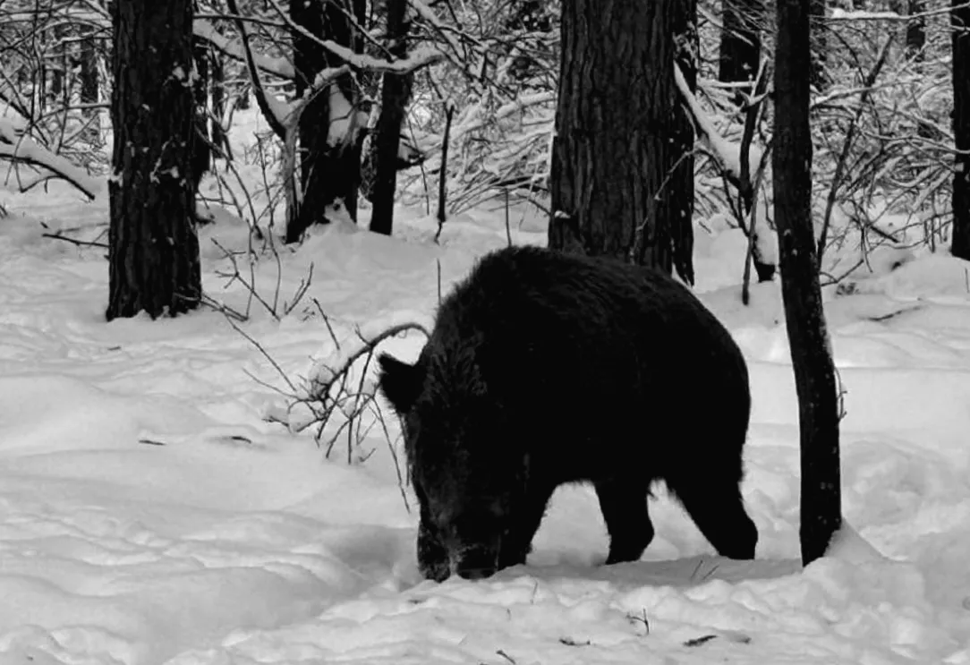 П'ять цікавих фактів про диких кабанів від фахівців Чорнобильського заповідника