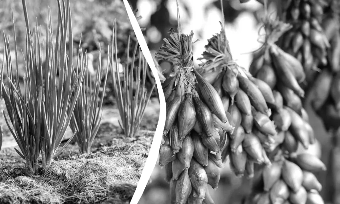 Коли сіяти цибулю чорнушку: ключові терміни та секрети підготовки насіння