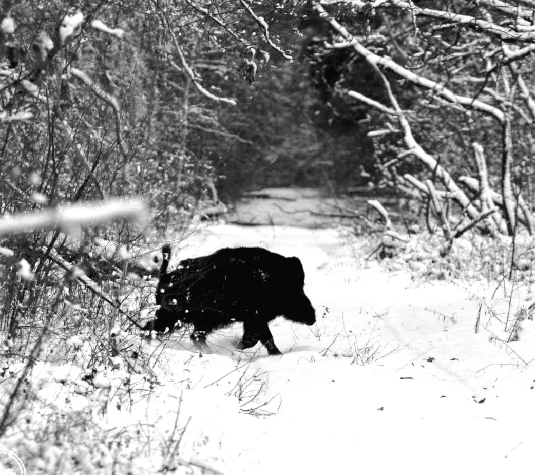 Поблизу Чорнобиля виявили небезпечного звіра: що сталося?