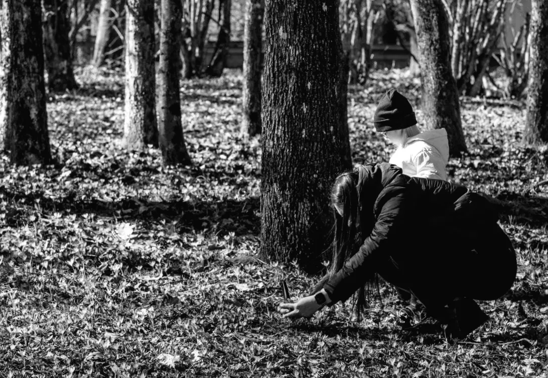 Весна пробуджується: у закарпатському дендропарку зацвіли перші крокуси (фото)