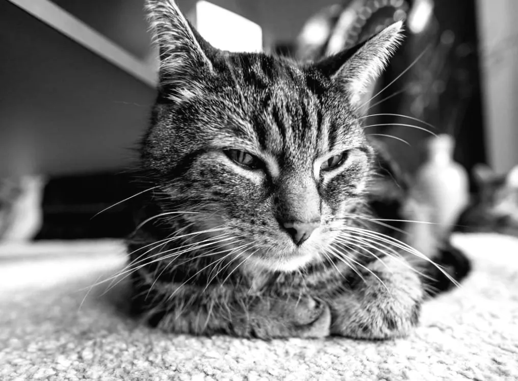 5 несподіваних причин, чому кіт обирає позу буханець, за версією ветеринара