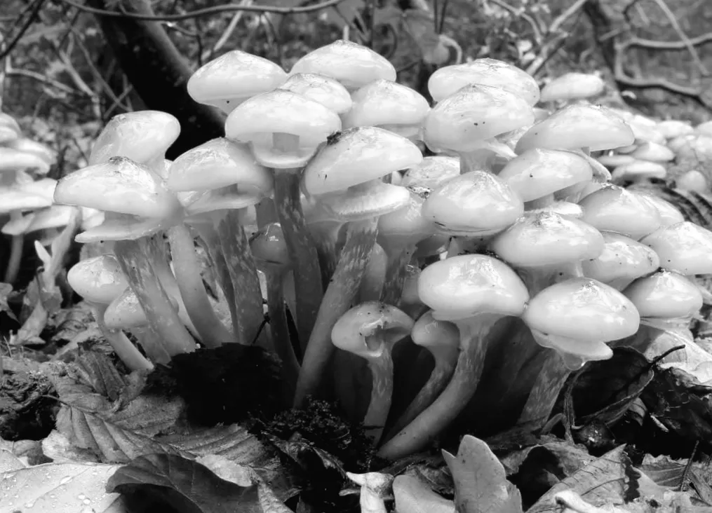 Він може бути старшим за цивілізації: найбільший організм на планеті, що світиться в темряві.