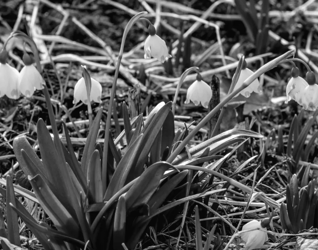 10 березня Київ переживе справжнє потепління: що чекати від погоди?