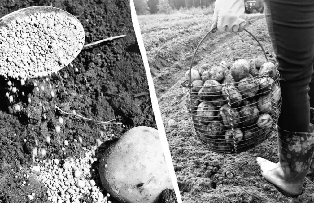 Від звичайної до рекордної: як посадка насіннєвої картоплі приносить по 4 кг з куща та що обов’язково додати в лунку