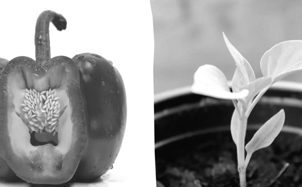 Як прискорити проростання: секрети замочування насіння томатів, перцю та огірків перед посадкою