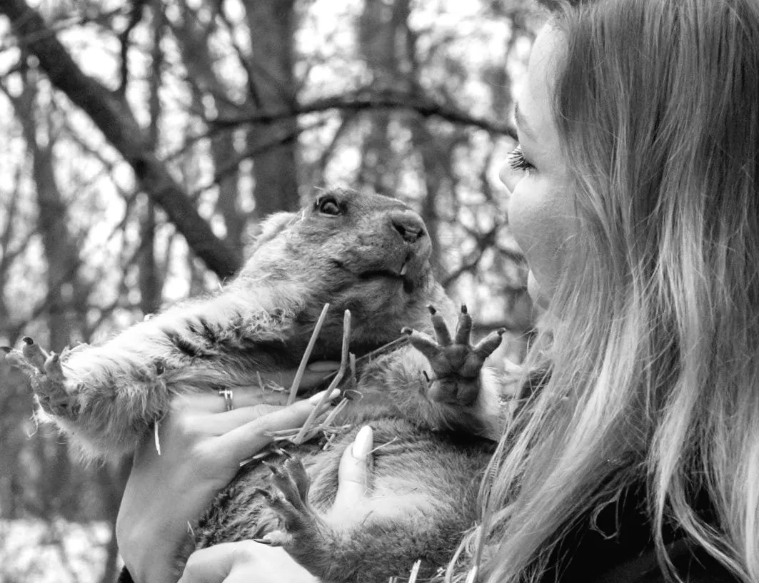 Харківський бабак передбачив дату приходу весни в Україні: що очікувати цього року