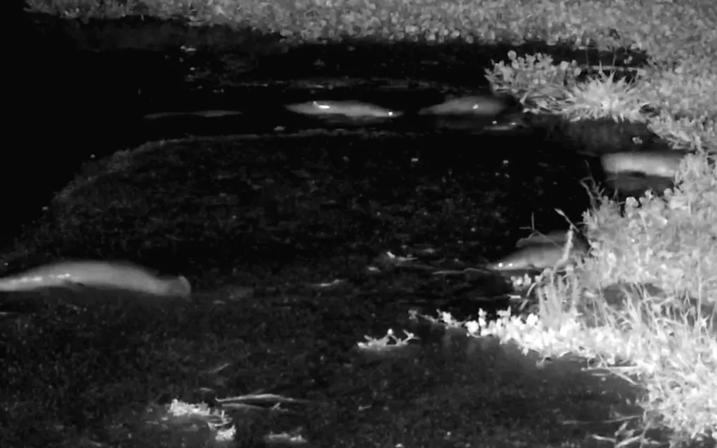 Соми Африки вирушили в незвичну подорож по суші