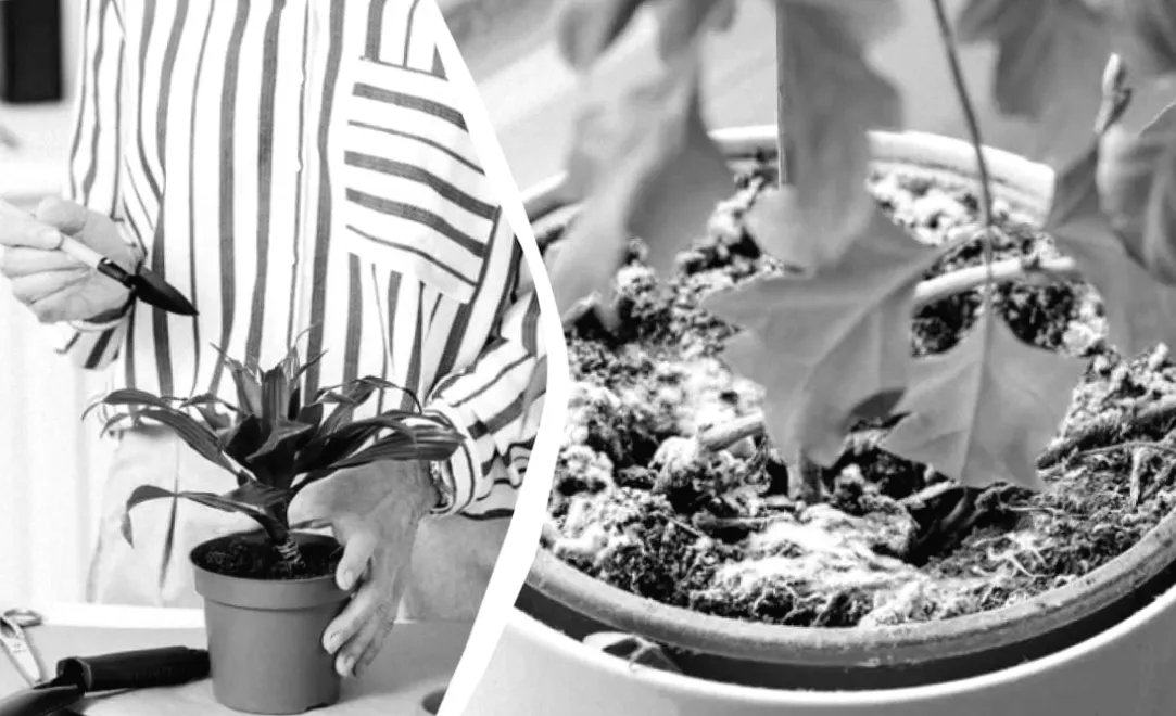 У горщику з квіткою несподівано з’явилася цвіль і мошки: секрети порятунку рослини та причини проблеми